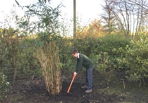 Digging up bamboo plant